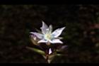 巒大當藥-花17.JPG