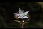 巒大當藥-花19.JPG