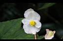 巒大秋海棠-雄花1.jpg