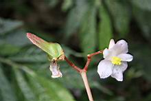 巒大秋海棠-花實0.jpg