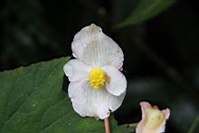 巒大秋海棠-雄花2.jpg