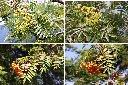 巒大花楸-實1.jpg
