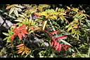巒大花楸-紅葉00.jpg