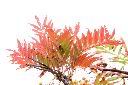 巒大花楸-紅葉02.JPG