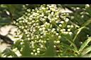 巒大花楸-花苞01.JPG