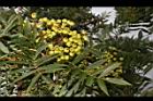 巒大花楸-實08.JPG