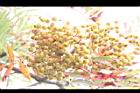 巒大花楸-實18.JPG