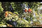 巒大花楸-紅實17.jpg