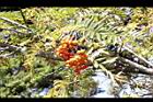 巒大花楸-紅實18.jpg