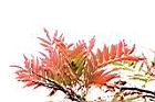 巒大花楸-紅葉03.jpg