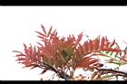 巒大花楸-紅葉04.JPG