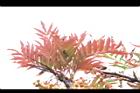 巒大花楸-紅葉05.JPG