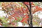 巒大花楸-紅葉06.JPG