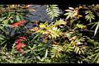 巒大花楸-紅葉07.jpg