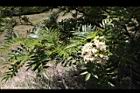 巒大花楸-花03.JPG