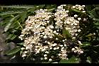 巒大花楸-花06.JPG
