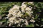 巒大花楸-花07.JPG