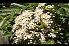 巒大花楸-花08.JPG