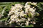 巒大花楸-花09.JPG
