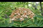 巒大花楸-花10.jpg
