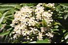 巒大花楸-花11.JPG