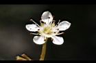 巒大花楸-花13.JPG