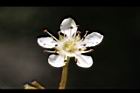 巒大花楸-花14.JPG