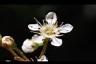 巒大花楸-花16.JPG