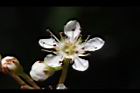 巒大花楸-花18.JPG