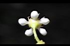 巒大花楸-花背01.JPG