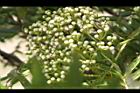 巒大花楸-花苞00.JPG