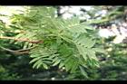 巒大花楸-葉02.jpg