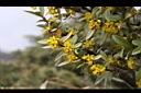 台灣小蘗-花04.jpg