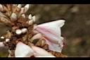 密毛山薑-花14.JPG