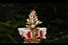 密毛山薑-花00.JPG