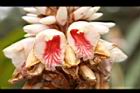 密毛山薑-花19.JPG