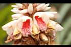 密毛山薑-花20.JPG