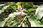 密毛山薑-花序14.JPG