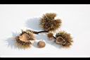 大葉苦櫧-實35.JPG