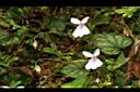 川上氏菫菜-花實01.JPG
