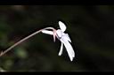 川上氏菫菜-花距01.JPG