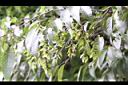 川上氏鵝耳櫪-實06.jpg
