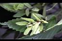 川上氏鵝耳櫪-實07.jpg