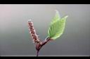 川上氏鵝耳櫪-雄花5.jpg