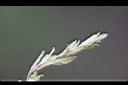 川上氏鵝耳櫪-雌花3.jpg