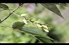 川上氏鵝耳櫪-實04.jpg