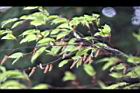 川上氏鵝耳櫪-雄花0.jpg