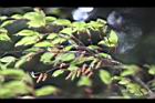 川上氏鵝耳櫪-雄花1.jpg