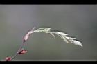 川上氏鵝耳櫪-雌花2.jpg