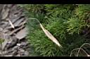 川上短柄草-實.jpg